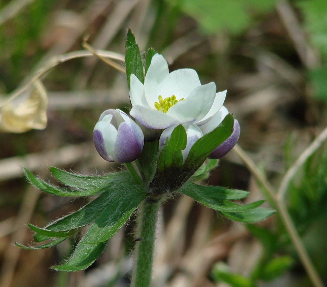 Image of Anemonastrum crinitum specimen.