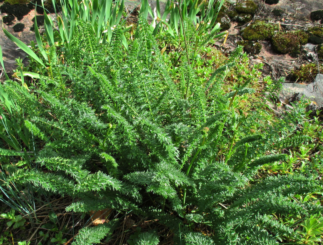 Image of Filipendula vulgaris specimen.