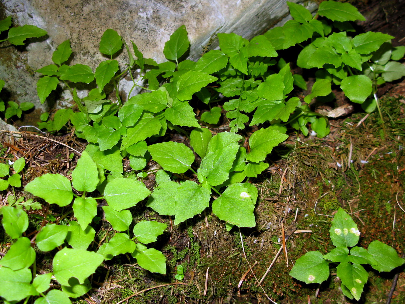 Image of Circaea caulescens specimen.