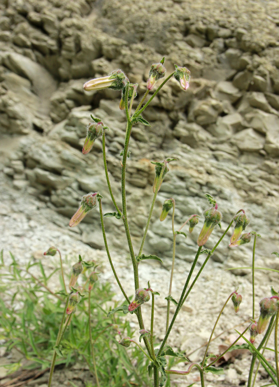 Image of Campanula komarovii specimen.