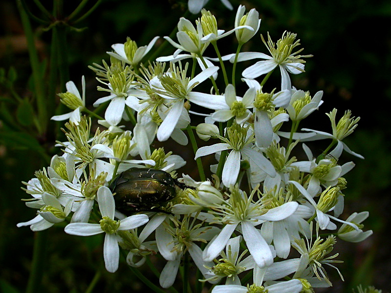 Image of Clematis recta specimen.