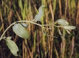 Halimione verrucifera. Верхушка плодоносящего побега. Крым, Сакский р-н, окр. пос. Прибрежное, закустаренное степное прибрежье между морем и Симферопольским шоссе, высохший солёный водоем. 10.08.2017.