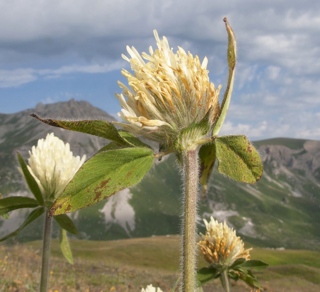 Image of Trifolium trichocephalum specimen.