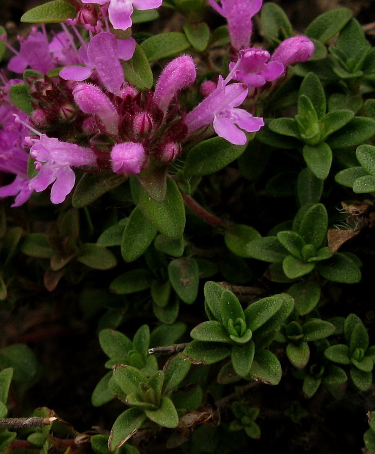 Изображение особи Thymus mongolicus.