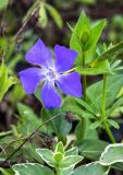 Vinca major