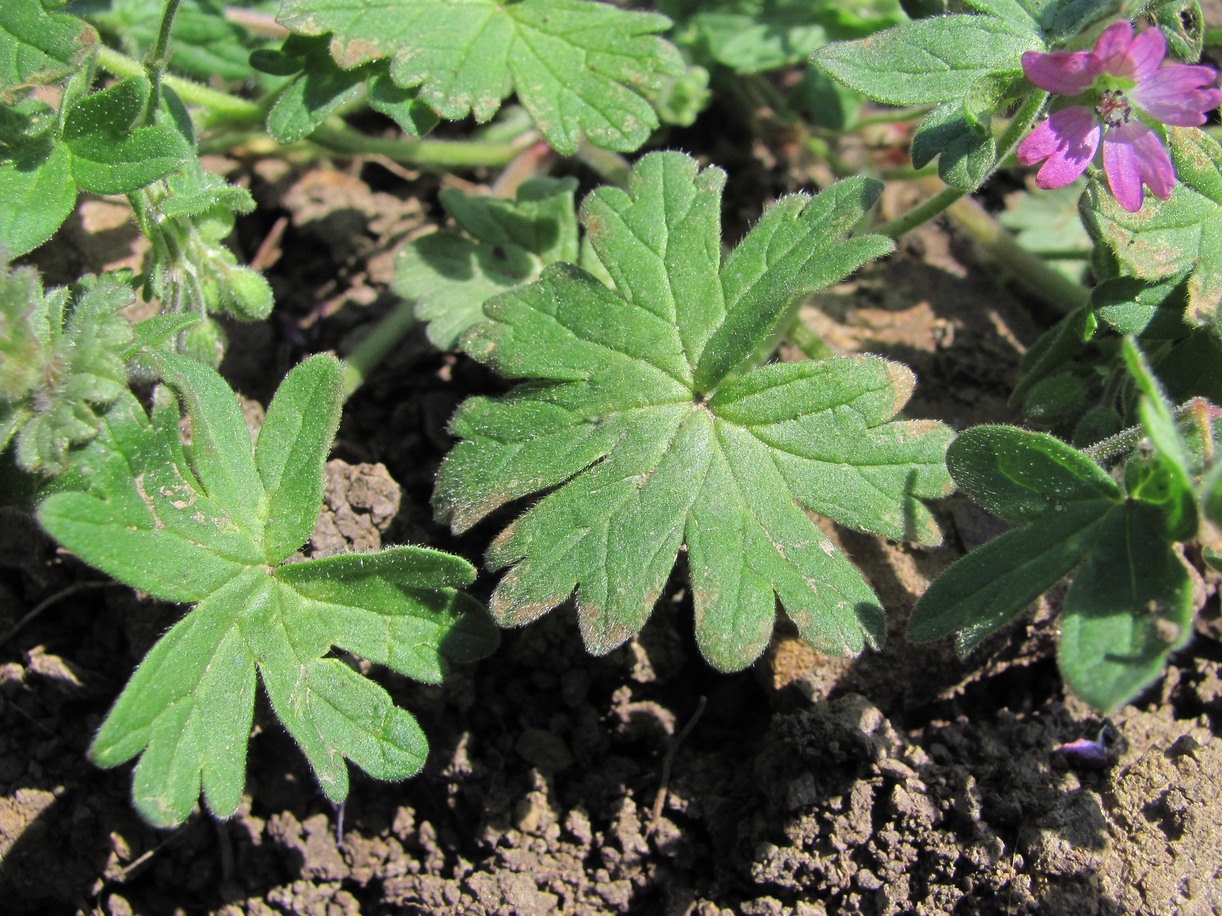 Image of Geranium molle specimen.