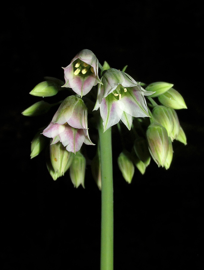 Image of Nectaroscordum bulgaricum specimen.