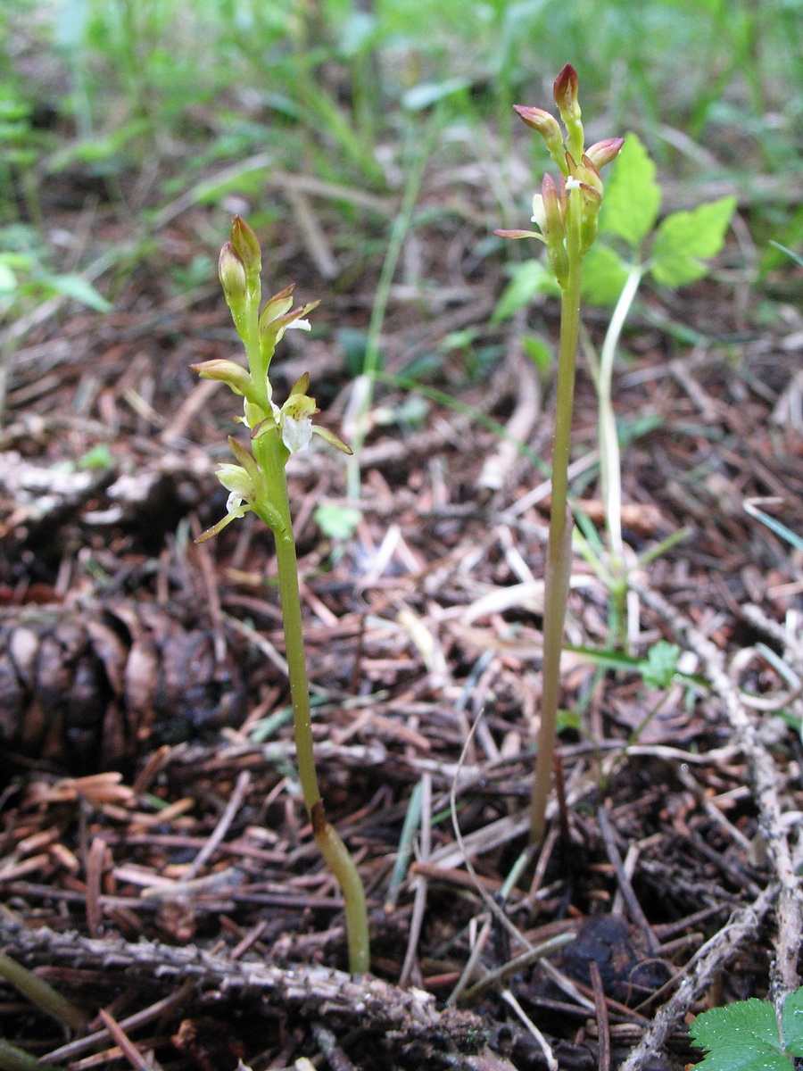 Изображение особи Corallorhiza trifida.