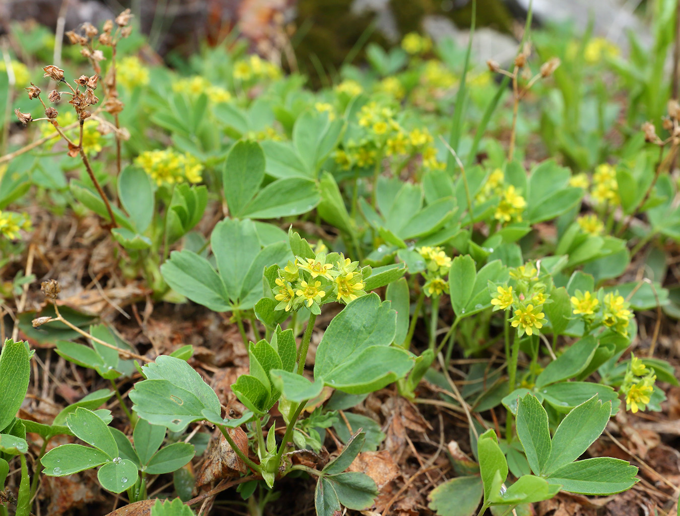 Изображение особи Sibbaldia procumbens.