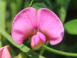 Lathyrus sylvestris. Цветок. Ростовская обл., Неклиновский р-н, Большенеклиновское с/п, дол. р. Сарматская, в подлеске. 09.07.2019.