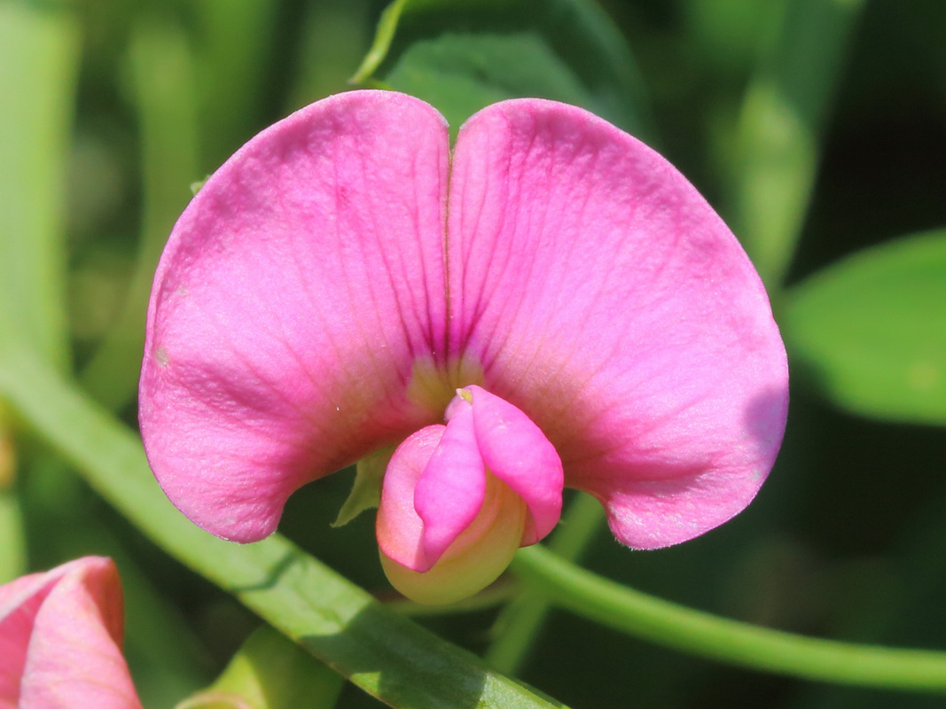 Изображение особи Lathyrus sylvestris.