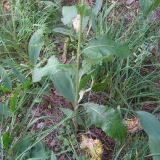 Verbascum lychnitis