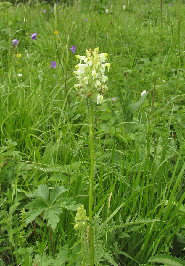 Image of Pedicularis compacta specimen.