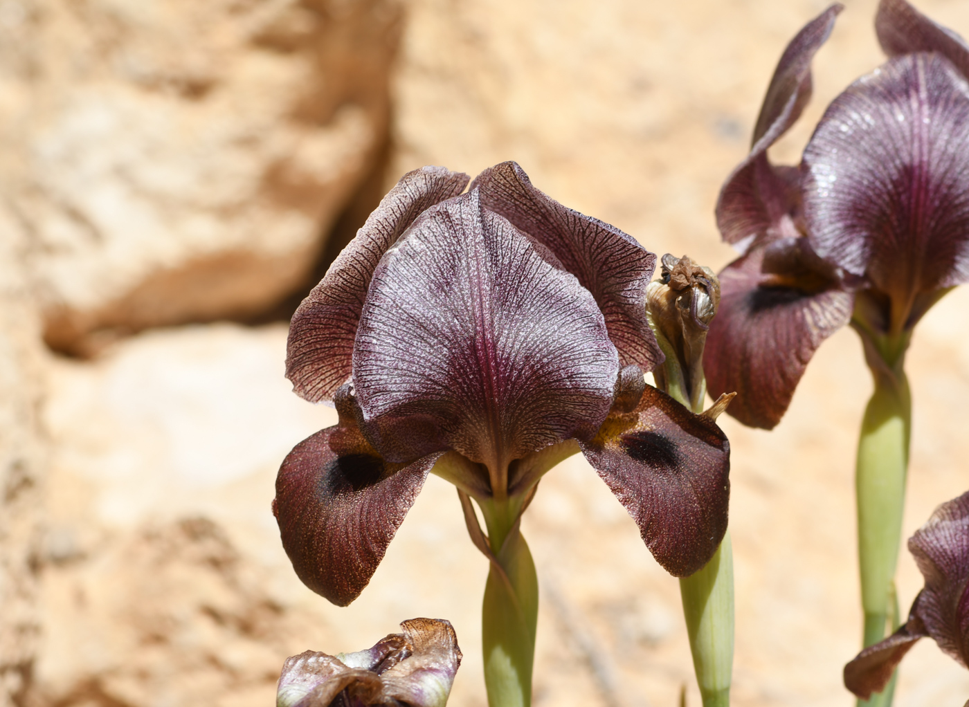 Image of Iris petrana specimen.