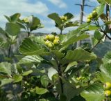 Sorbus taurica