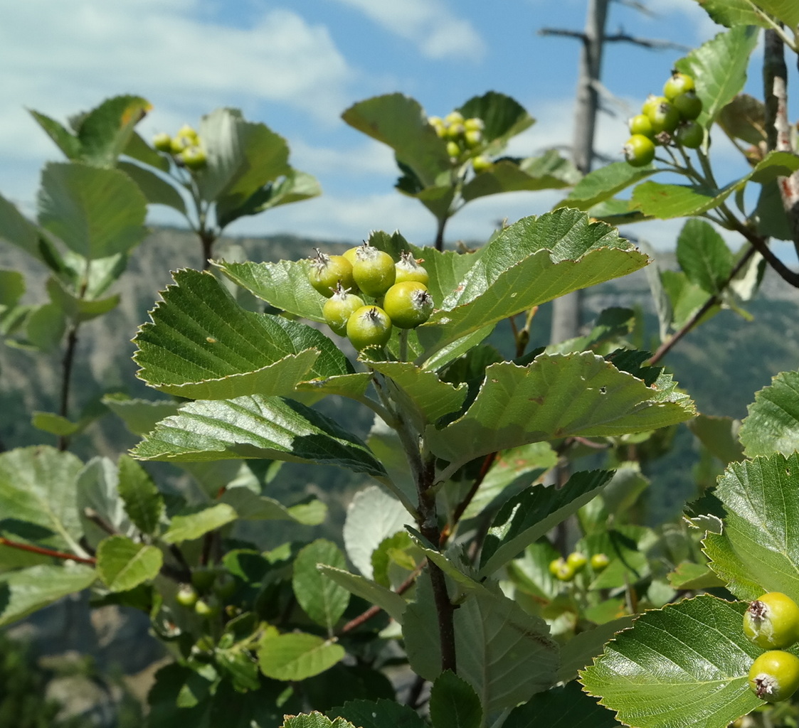 Image of Sorbus taurica specimen.