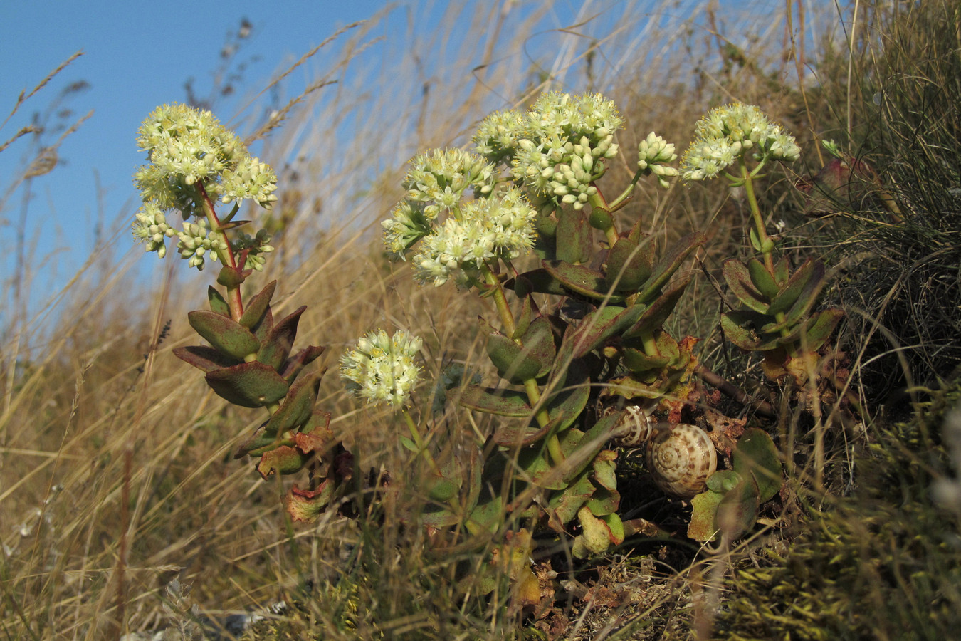 Изображение особи Hylotelephium stepposum.