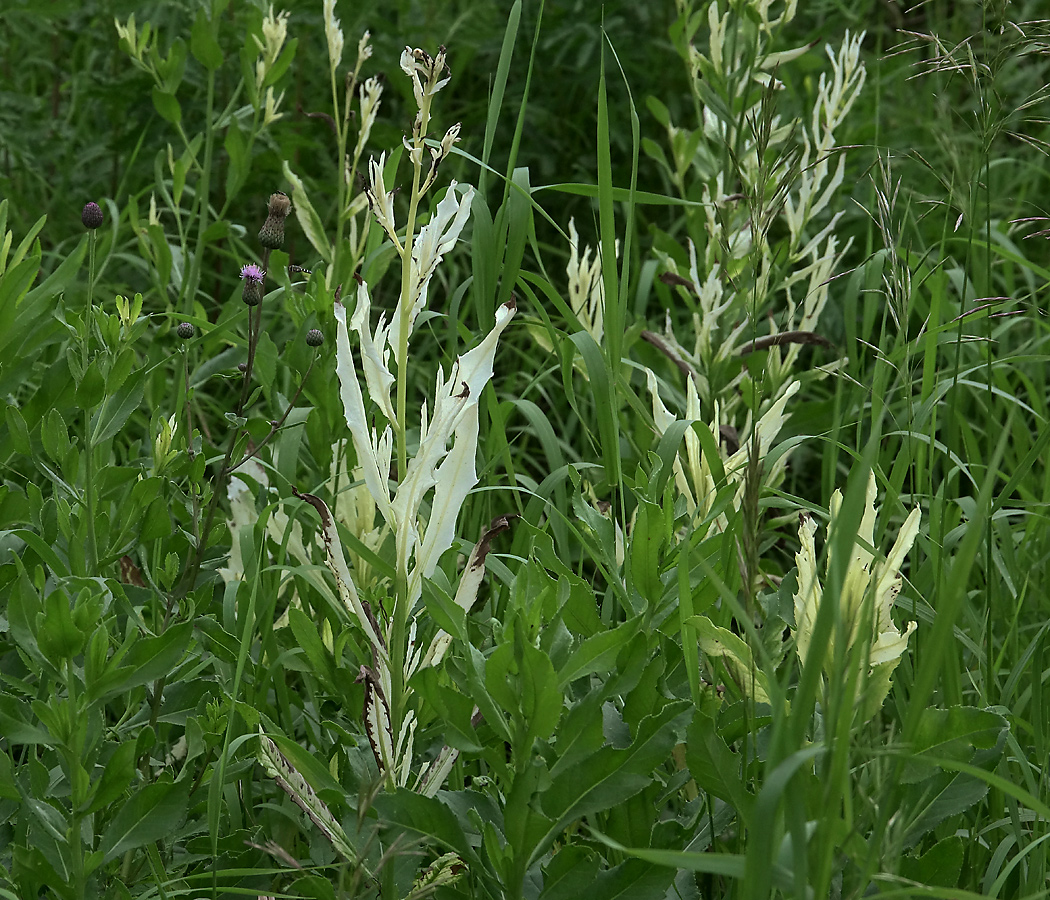 Изображение особи Cirsium setosum.