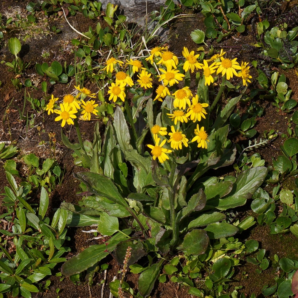 Image of genus Tephroseris specimen.