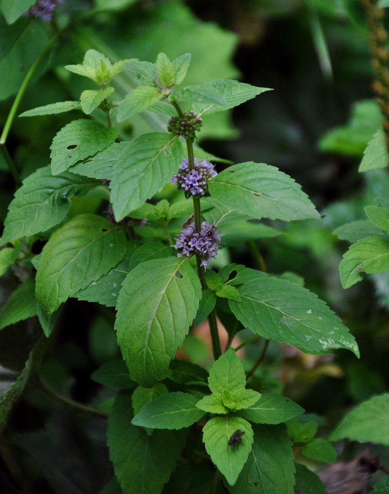 Image of Mentha arvensis specimen.