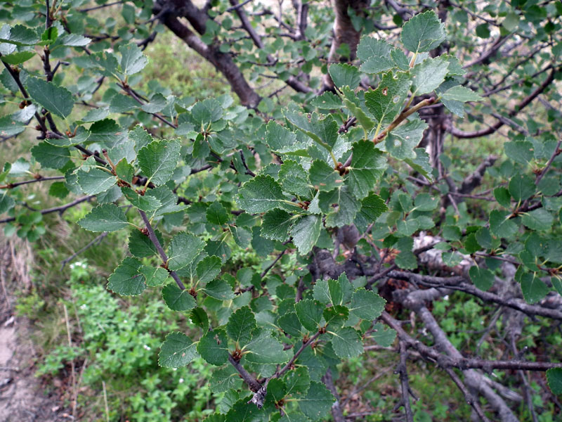 Image of Betula &times; kusmisscheffii specimen.