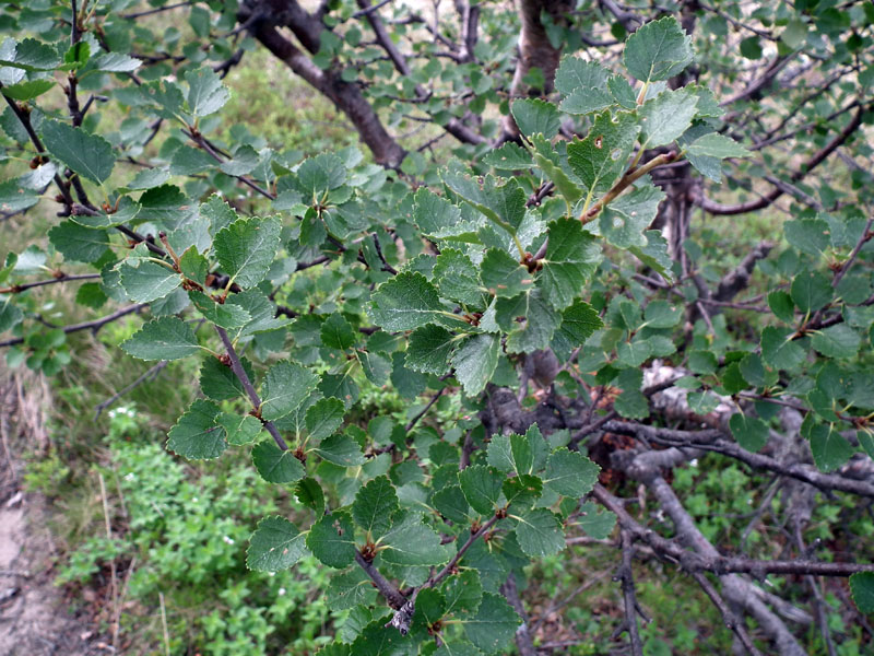 Изображение особи Betula &times; kusmisscheffii.