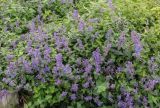genus Nepeta. Цветущие растения. Татарстан, Агрызский р-н, с. Красный Бор, лодочная станция, клумба. 12.10.2019.