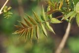Sorbaria sorbifolia. Молодой лист. Санкт-Петербург, Пушкинский р-н, Павловск, парк \"Александрова дача\". 25.04.2019.