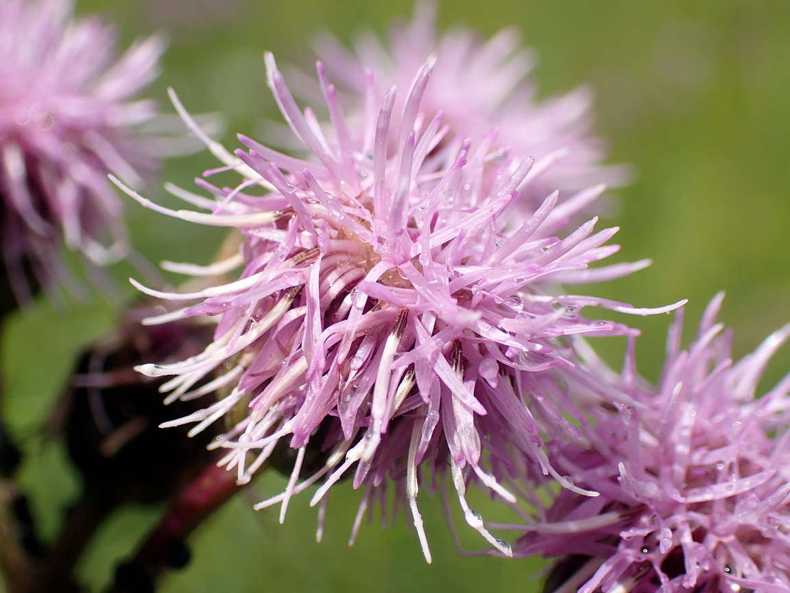 Image of Cirsium setosum specimen.