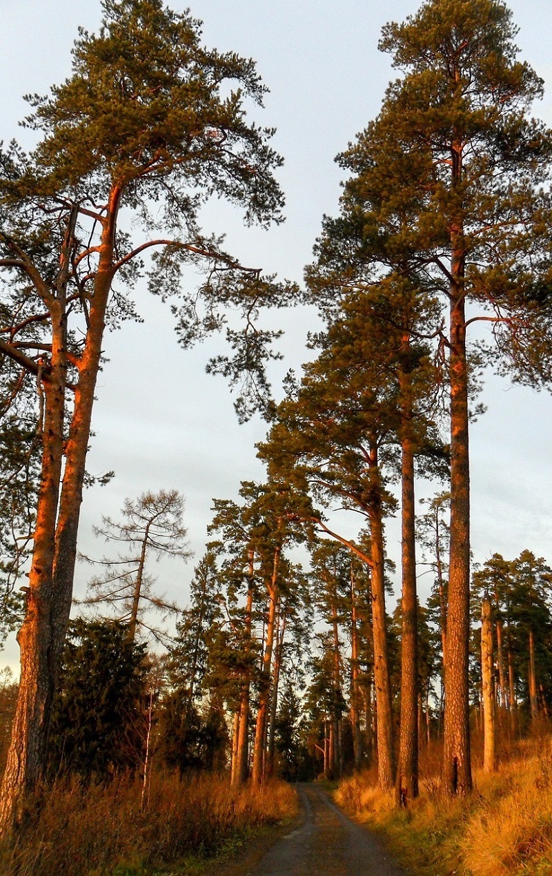 Изображение особи Pinus sylvestris.