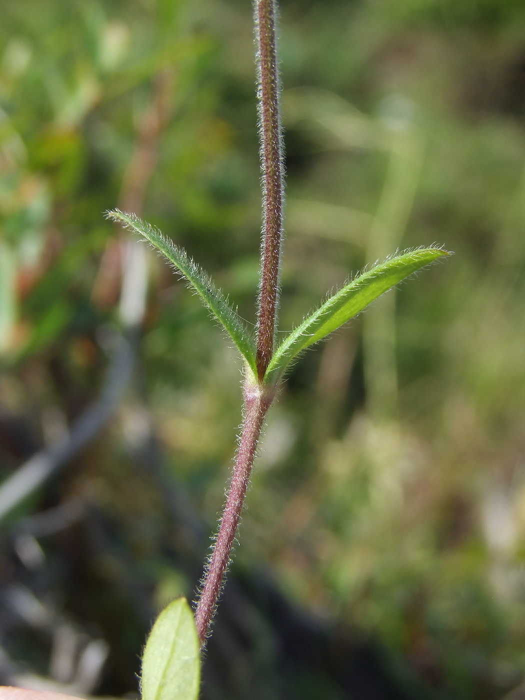 Image of Cerastium holosteoides specimen.