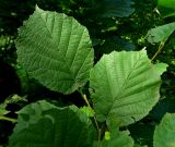 Corylus colurna