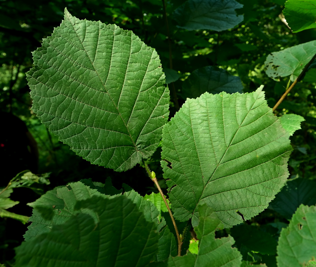 Image of Corylus colurna specimen.