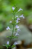 Clinopodium nepeta