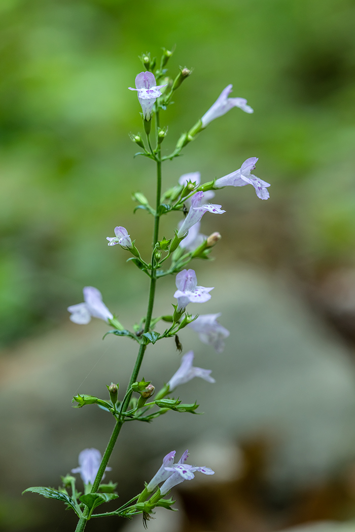 Изображение особи Clinopodium nepeta.