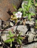 Geranium sibiricum. Побег с цветком и плодом. Сахалинская обл., Холмский р-н, перегон 77 км - Чёртов мост, ж.-д. насыпь. 13.08.2019.