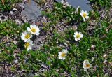 Dryas oxyodonta