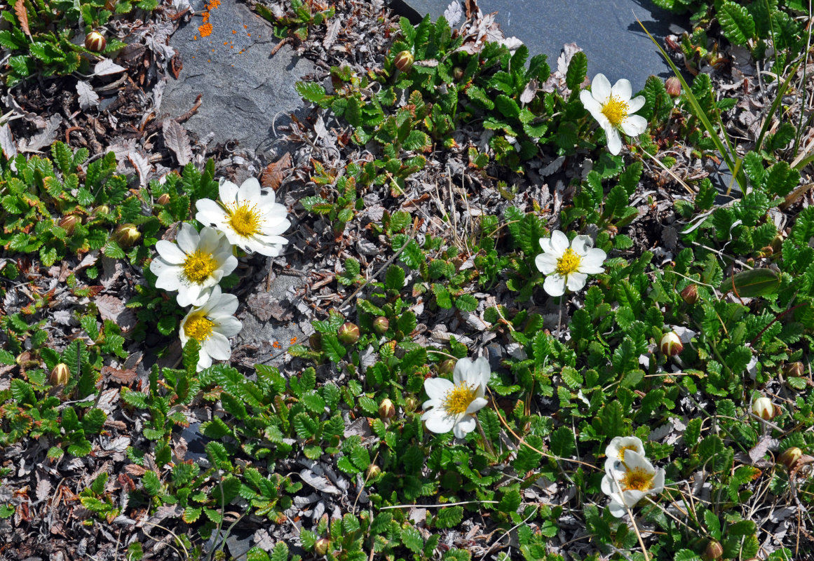 Изображение особи Dryas oxyodonta.