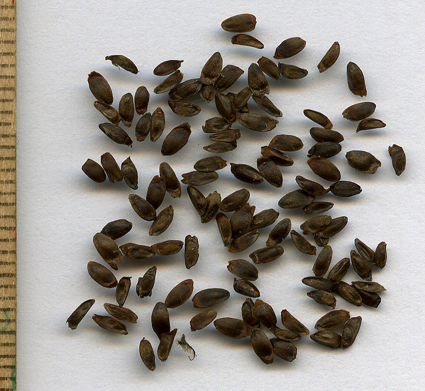 Image of Betonica officinalis specimen.