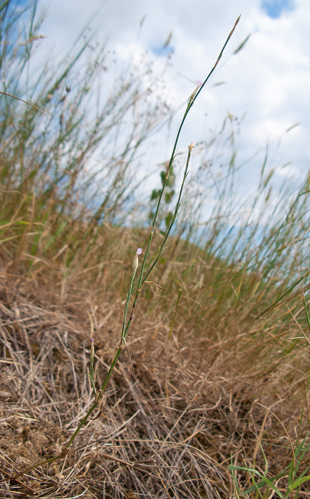 Изображение особи Petrorhagia prolifera.