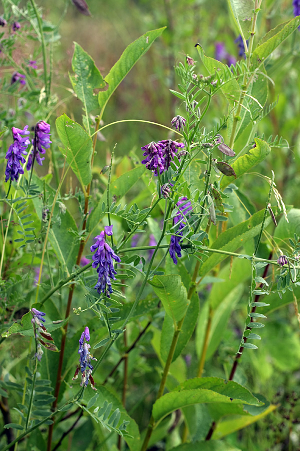 Image of Vicia cracca specimen.