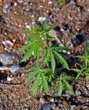 Cannabis sativa var. spontanea