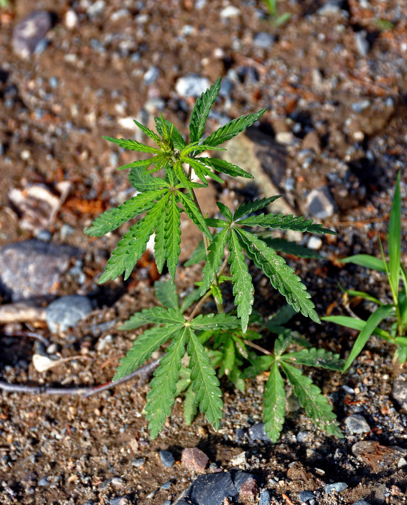 Image of Cannabis sativa var. spontanea specimen.