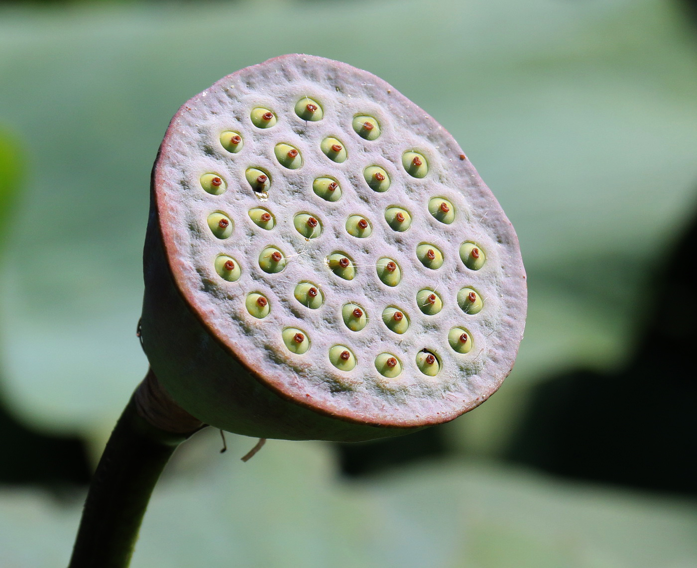 Изображение особи Nelumbo caspica.