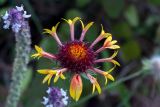 Gaillardia aristata