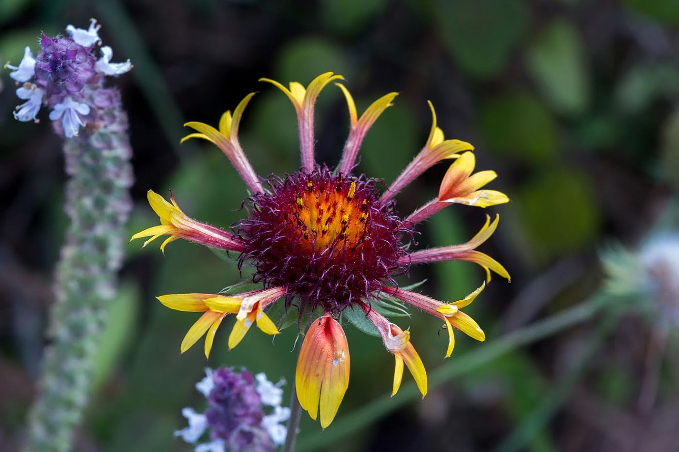 Image of Gaillardia aristata specimen.