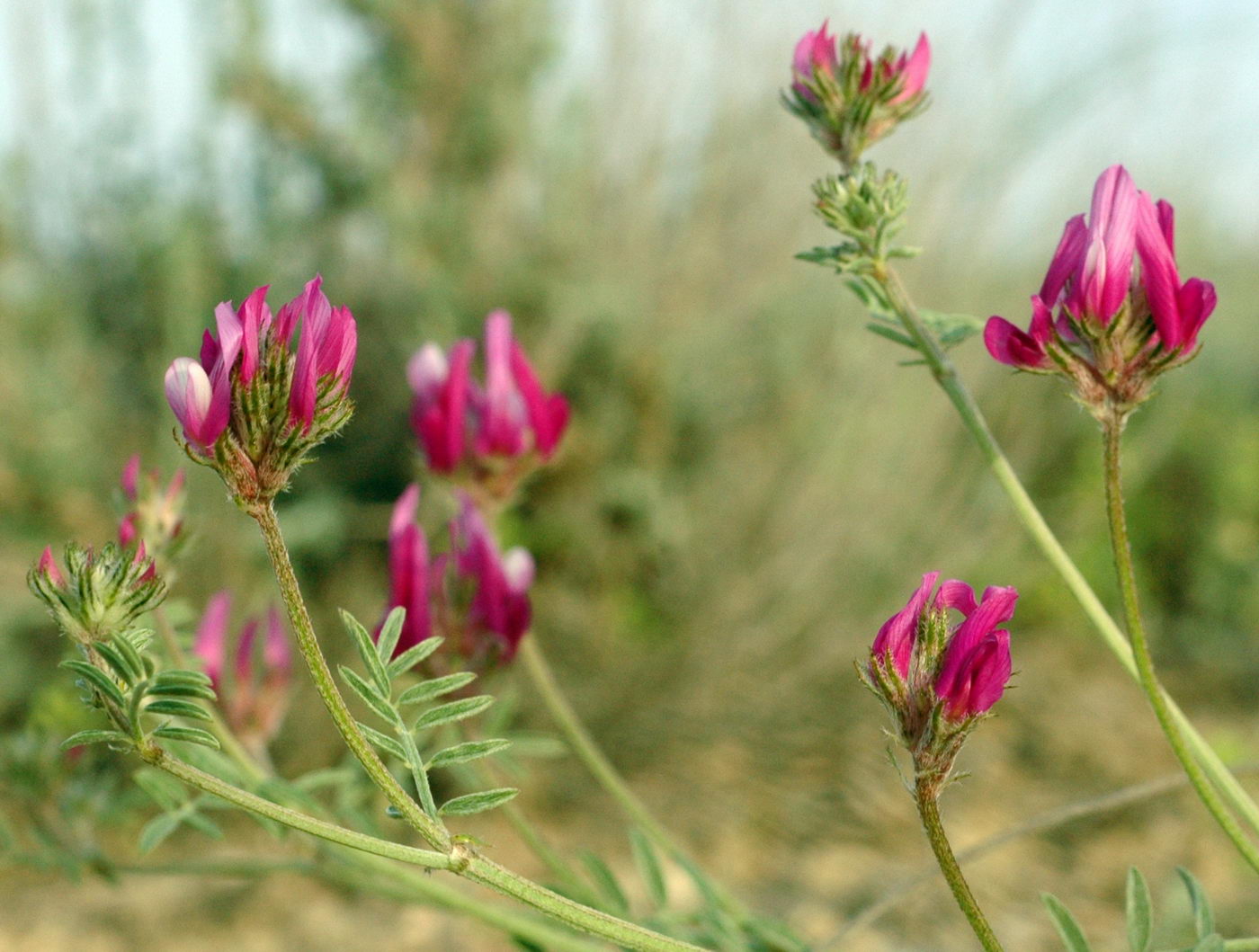 Image of Astragalus ustiurtensis specimen.