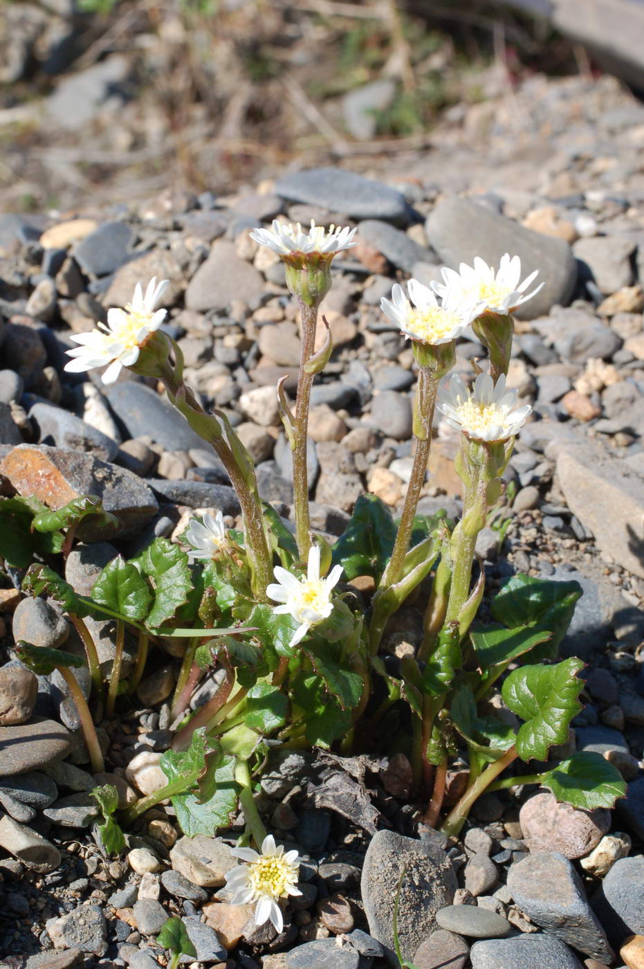 Image of Endocellion glaciale specimen.