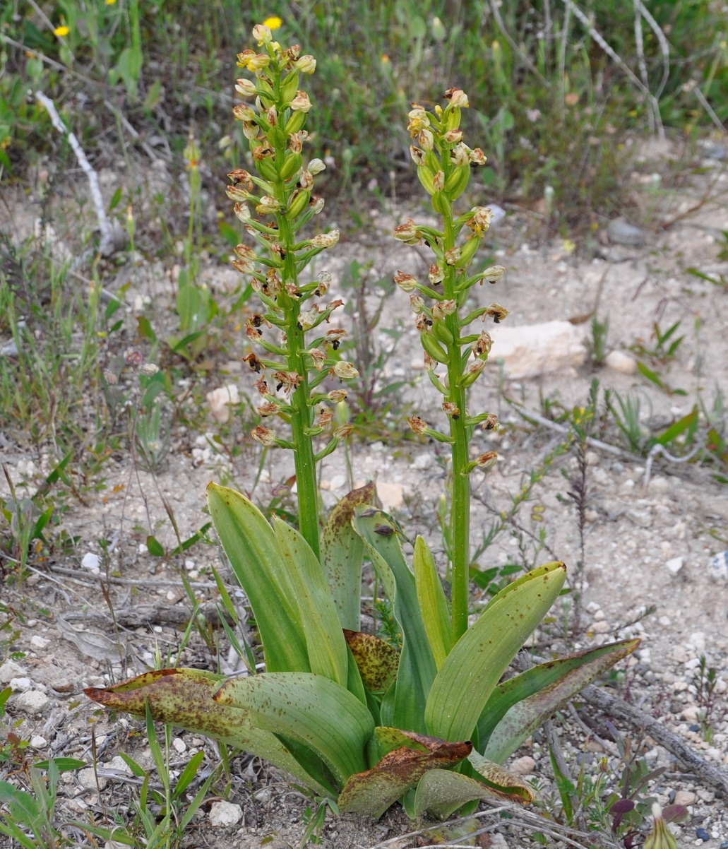 Image of Orchis punctulata specimen.