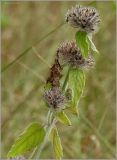 Clinopodium vulgare. Верхушка побега с соплодием. Тверская обл., Ржевский р-н, р. Волга, окр. переката Рождественский. 2 августа 2010 г.